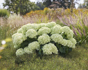 Bild von Hydrangea